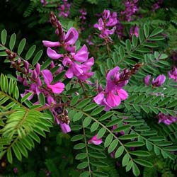 Indigofera gerardiana